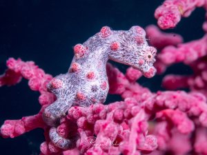 Ein kleiner Zwergseepferdchen sitzt perfekt getarnt zwischen den rosa Polypen einer Weichkoralle. Die rötlichen Hautanhänge des Seepferdchens imitieren die Form und Farbe der Korallenpolypen und bieten so eine nahezu perfekte Tarnung.