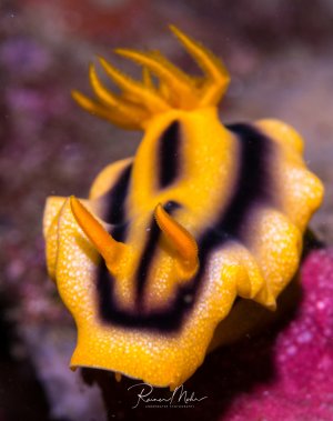 Eine leuchtend gelbe Nacktschnecke mit charakteristischen fingerartigen Cerata auf dem Rücken, die sich über bunte Korallen bewegt. Die elegante Meeresschnecke zeigt ihre typische Körperform mit den auffälligen Rückenfortsätzen, die der Atmung und Verdauung dienen.