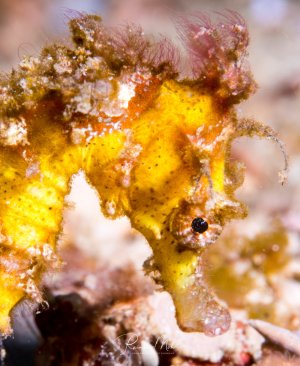 Ein gelbes Seepferdchen zeigt seine perfekte Tarnung zwischen Korallen und Schwämmen. Das charakteristische schwarze Auge und die mit Algenbewuchs bedeckte Haut machen die außergewöhnliche Anpassungsfähigkeit dieser kleinen Riffbewohner deutlich sichtbar.