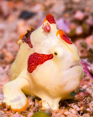 Ein Warzen-Anglerfisch (Antennarius maculatus), der aufgrund seiner bunten Färbung oft auch Clown-Anglerfisch genannt wird. Diese Fische sind spezialisierte Ansitzjäger, die sich kaum bewegen und darauf warten, dass Beute in ihre Nähe kommt.