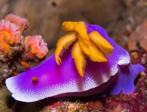 Eine leuchtend violette Prachtsternschnecke mit orange-gelben Kiemen kriecht über das bunte Korallenriff. Die Nacktschnecke zeigt ihre charakteristischen gefiederten Rückenkiemen und die typische intensive Färbung dieser tropischen Meeresschneckenart.