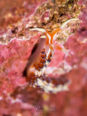 Eine farbenprächtige Nacktschnecke mit transparentem Körper und orange-weißen Kiemen bewegt sich über eine mit rosa Korallenkrusten bewachsene Riffoberfläche. Die Cerata (Rückenfortsätze) zeigen eine schöne blau-weiße Musterung.