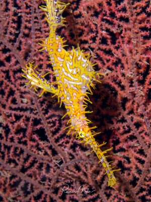 Ein leuchtend gelber Geisterpfeifenfisch mit charakteristischen stacheligen Hautauswüchsen und filigranen Flossen posiert elegant zwischen roten Gorgonien. Die intensive Gelbfärbung und die typische aufrechte Körperhaltung machen diesen kleinen Riffbewohner zu einem spektakulären Fotomotiv.