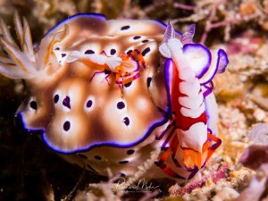 Eine prachtvolle Nacktkiemenschnecke mit cremefarbenem Körper und charakteristischen schwarzen Flecken sowie leuchtend violettem Mantelrand kriecht über das Riff. Zwei Imperatorgarnelen sichern sich auf der Schnecke eine Mitfahrgelegenheit. Die orange-roten Kiemenbüschel und Rhinophoren der Schnecke sind deutlich sichtbar und zeigen die typischen Merkmale dieser farbenprächtigen Meeresschnecke.