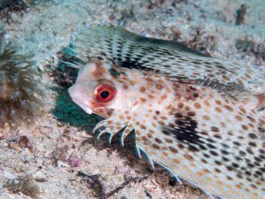 Ein Rotaugen-Knurrhahn liegt auf dem sandigen Meeresboden und zeigt seine charakteristischen roten Augen und die fingerartigen Brustflossenstrahlen. Der Fisch ist perfekt an den Untergrund angepasst und nutzt seine beweglichen Flossenstrahlen zum Ertasten der Umgebung nach Nahrung.
