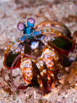 Ein prachtvoller Fangschreckenkrebs mit charakteristischen türkisblauen Stielaugen und bunten, orange-rot gemusterten Fangbeinen sitzt auf dem Sandboden. Die leuchtenden Farben und die markanten Facettenaugen machen diesen räuberischen Krebs zu einem spektakulären Fotomotiv.