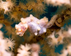 Ein gelbes Pgymäenseepferdchen in ihrer Wirtskoralle. Das kleine Seepferdchen ahmt die Farbe und Struktur ihrer Wirtskoralle nach um sich bestmöglich zu tarnen.