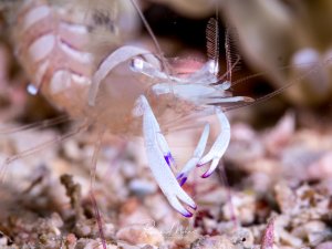 Bei dem abgebildeten Tier handelt es sich um eine Glas-Anemonengarnele (Periclimenes brevicarpalis), auch bekannt als Pfauenschwanz-Anemonengarnele. Diese Garnelen leben in einer symbiotischen Beziehung mit Seeanemonen, die ihnen Schutz bieten.