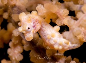 Ein Pygmäen-Seepferdchen versteckt sich perfekt getarnt zwischen den Polypen einer Weichkoralle. Die rosa-orangene Färbung und die warzenartigen Hautauswüchse des winzigen Seepferdchens passen sich ideal an seinen Korallenlebensraum an, wodurch es nahezu unsichtbar wird.