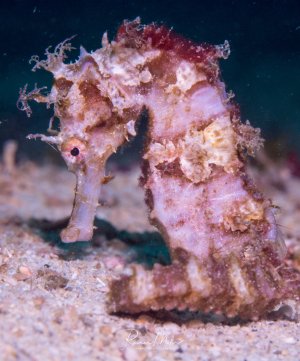 Ein Seepferdchen mit charakteristischen Hautanhängseln und rötlich-brauner Färbung ruht am sandigen Meeresboden. Die gut entwickelten Hautwucherungen dienen der perfekten Tarnung und lassen das Tier mit Algen und Korallenbewuchs verschmelzen.