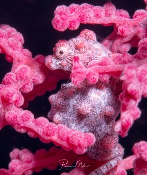 Ein Zwergseepferdchen versteckt sich perfekt getarnt zwischen den rosa Polypen einer Weichkoralle. Das winzige Seepferdchen zeigt eine beeindruckende Anpassung an seine Umgebung und demonstriert seine Fähigkeit zur Tarnung in der Korallenstruktur.