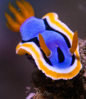 Eine wunderschöne Prachtsternschnecke mit leuchtend blauem Körper und charakteristischen orange-weißen Rändern kriecht über das Riff. Die Nacktschnecke zeigt ihre typischen Kiemen und Rhinophoren in perfekter Detailschärfe.