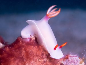Eine elegante Nacktschnecke mit weißem, durchscheinendem Körper und charakteristischen orange-roten Kiemenanhängen auf dem Rücken. Das Tier sitzt auf einem rot gefärbten Substrat, möglicherweise einem Schwamm oder Korallenaufwuchs.
