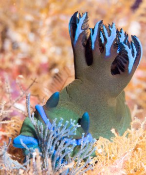 Eine wunderschöne Nudibranchia (Nacktschnecke) mit charakteristischen blauen Cerata (fingerförmigen Fortsätzen) und leuchtend blauen Rhinophoren sitzt auf buntem Korallengrund. Die elegante Meeresschnecke zeigt ihre typische Färbung mit grünlichem Körper und den markanten blauen Kiemenanhängen.