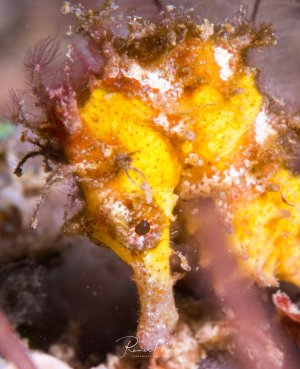 Ein leuchtend gelbes Seepferdchen mit charakteristischen Hautanhängseln zur Tarnung, das sich an einer Koralle oder einem anderen Substrat festhält. Das Tier zeigt die typische gebogene Körperhaltung und den markanten Greifschwanz der Seepferdchen.