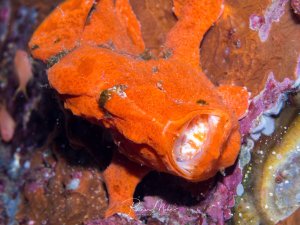 Ein leuchtend orangefarbener Anglerfisch sitzt perfekt getarnt zwischen Schwämmen und Korallen am Riff. Das Maul ist weit geöffnet und zeigt die charakteristische weiße Mundhöhle, während der Fisch regungslos auf Beute wartet.