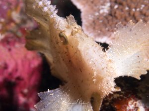 Ein gelblicher Schaukelfisch mit charakteristischen Hautanhängseln und körniger Textur sitzt perfekt getarnt zwischen bunten Korallen und Schwämmen. Das Tier zeigt die typische Lauerhaltung, während es regungslos auf Beute wartet.