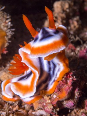 Eine wunderschöne Nacktschnecke mit charakteristischer orange-weißer Färbung und violetten Akzenten kriecht über das Riff. Die leuchtend orangefarbenen Kiemen und Rhinophoren (Fühler) sind deutlich sichtbar, während der gewellte Körper die typische Form dieser Meeresschneckenart zeigt.