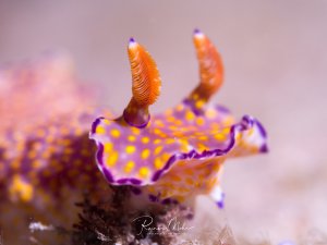 Eine wunderschöne Prachtsternschnecke mit leuchtend gelb-orangenen Punkten auf violettem Körper und charakteristischen orange-roten Rhinophoren (Fühlern) kriecht über den Meeresboden. Die auffällige Färbung und das typische Punktmuster machen diese Nacktschnecke zu einem beliebten Motiv für Makrofotografen.