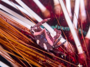 Ein kleiner Krebs mit charakteristischen Scheren sitzt zwischen den langen Stacheln eines Seeigels. Die rötlich-braune Färbung des Krebses harmoniert perfekt mit den warmen Farbtönen der Seeigel-Stacheln, was eine hervorragende Tarnung bietet.