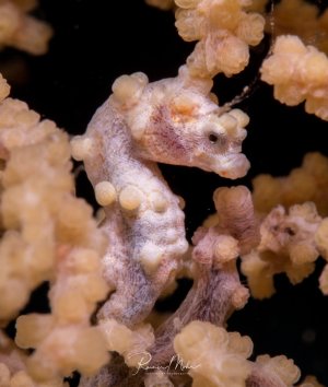 Ein Zwergseepferdchen versteckt sich perfekt getarnt zwischen den Polypen einer Weichkoralle. Die rosa-orange Färbung des Seepferdchens passt sich nahezu perfekt an die umgebenden Korallenpolypen an, wodurch eine beeindruckende Tarnung entsteht.