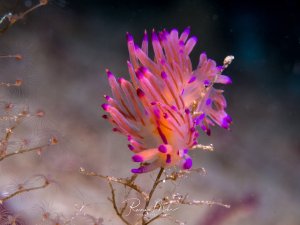 Eine leuchtend pink-violette Fadenschnecke sitzt auf einem verzweigten Ast, umgeben von kleinen weißen Hydroiden. Die Cerata (fingerartige Fortsätze) der Nudibranchia leuchten in intensiven Magenta- und Orangetönen und schaffen einen spektakulären Kontrast zum dunklen Hintergrund.