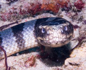 Eine Schlange auf dem Meeresgrund, die ihren Kopf aus dem sandigen Boden erhebt. Das Tier zeigt ein charakteristisches Schuppenmuster und die typische Kopfform einer Seeschlange, während es zwischen Korallenbewuchs und Sand nach Nahrung sucht.