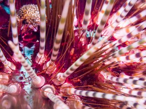 Ein Diadem-Seeigel mit seinen charakteristischen langen, spitzen Stacheln in dramatischer Nahaufnahme. Die rot-violetten und gestreiften Stacheln strahlen vom zentralen Körper aus, während im Hintergrund ein gefleckter Fisch zu erkennen ist.
