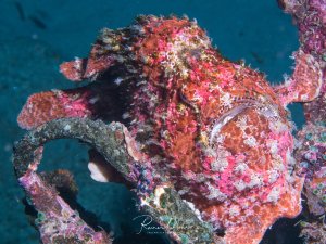 Ein perfekt getarnter Anglerfisch ruht auf bunten, von Korallen und Schwämmen bewachsenen Korallenstücken. Seine Haut hat sich farblich und strukturell an die rosa-rote Umgebung angepasst, während er bewegungslos auf vorbeischwimmende Beute wartet.