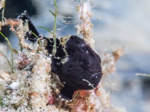 Winziger schwarzer Anglerfisch, gut getarnt auf Korallenbruchstücken. Der Fisch ist nur wenige Zentimeter groß. Makroaufnahme.