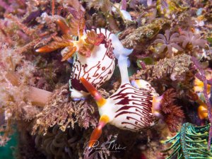 Zwei prächtige Prachtsternschnecken mit charakteristischen weißen Körpern und rotbraunen Streifenmustern bei der Paarung. Die Nacktschnecken zeigen ihre typischen gefiederten Kiemen und Rhinophoren in leuchtenden Orange- und Rottönen, umgeben von verschiedenen Korallen und Schwämmen.