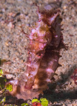 Ein gut getarntes Seepferdchen sitzt auf dem sandigen Meeresboden. Die charakteristischen hautähnlichen Anhänge in rosa-bräunlichen Farbtönen helfen ihm dabei, mit der Umgebung zu verschmelzen und perfekt getarnt zu bleiben.