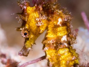 Ein gelbes Seepferdchen mit charakteristischen Hautanhängseln und Bewuchs, das sich mit seinem Greifschwanz an einem Korallenast festhält. Die detailreiche Makroaufnahme zeigt deutlich das markante Auge und die typische Körperhaltung des Tieres.