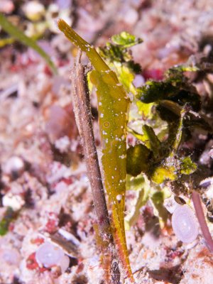 Eine Tozeuma-Garnele (Tozeuma armatum) auch bekannt als Slender Shrimp oder Arrow Shrimp.