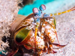 Ein Fangschreckenkrebs sitzt auf sandigem Grund und zeigt seine charakteristischen großen Facettenaugen und kräftigen Fangbeine. Die leuchtend bunten Farben mit grünen, orangen und roten Tönen sowie die markanten violett-rosa Augen sind deutlich zu erkennen.