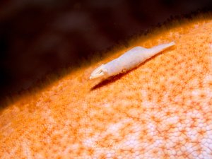 Eine kleine weiße Imperatorgarnele kriecht über die orange-rötliche Haut eines Seesterns. Die Makroaufnahme zeigt die charakteristische Körperform der Garnele sowie die typische körnige Oberflächenstruktur der Seesternhaut im Detail.