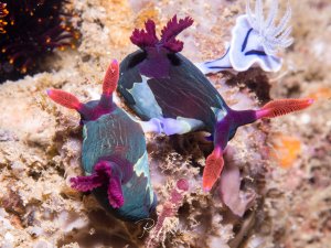 Zwei Nacktschnecken mit leuchtend bunten Kiemenbüscheln und Rhinophoren auf sandigem Riffgrund bei der Paarung. Die Meeresschnecken zeigen ihre charakteristischen purpur-roten und weißen Kiemen sowie die typischen sensorischen Fühler am Kopf. Im Hintergrund eine weitere Nachtschneckenart
