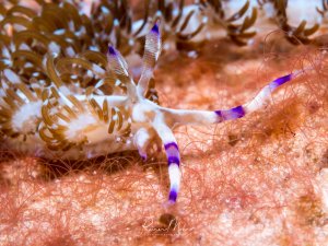 Eine Fadenschnecke mit charakteristischen violetten Bändern an den Fühlern und am Körper kriecht über den sandigen Meeresboden zwischen Seegras und Algen. Die elegante Meeresschnecke zeigt ihre typischen Kiemenanhänge am Rücken und die auffälligen Rhinophoren.