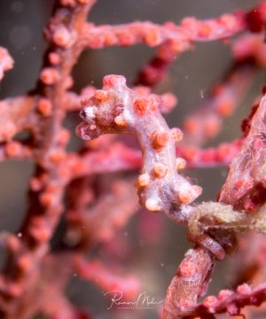 Ein winziges Pygmäen-Seepferdchen sitzt perfekt getarnt auf einem roten Korallenzweig. Das nur wenige Zentimeter kleine Tier zeigt eine beeindruckende Anpassung an seine Umgebung mit hautähnlichen Auswüchsen und rötlicher Färbung, die es nahezu unsichtbar macht.