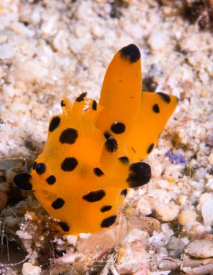 Eine leuchtend orange Nacktschnecke mit charakteristischen schwarzen Flecken kriecht über den sandigen Meeresboden. Die Nudibranchia zeigt ihre typischen Rhinophoren (Fühler) und Kiemen, während sie nach Nahrung sucht.