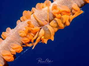 Eine orange Peitschenkorallengarnele auf ihrer Wirtskoralle vor tiefblauem Wasser.