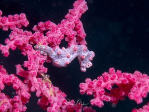 Ein Pygmäenseepferdchen tarnt sich perfekt zwischen leuchtend pinken Ästen ihrer Wirtskoralle. Der längliche Fisch mit seiner charakteristischen kurzen Schnauze und den hautähnlichen Anhängseln verschmilzt nahezu vollständig mit seiner koralligen Umgebung.