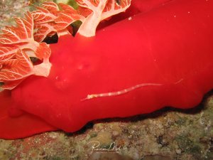 Eine schlanke Seenadel schwimmt über den Mantel einer Spanischen Tänzerin. Die Rhinophporen der großen Nacktschnecke sind gut zu erkennen