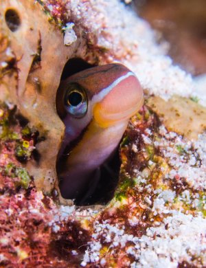 Ein Schleimfisch schaut neugierig aus seiner Höhle im Korallenriff hervor. Der kleine Fisch zeigt die typischen großen Augen und das charakteristische Muster mit rosa-violetten und gelben Farbtönen, während er perfekt an sein Versteck zwischen den bewachsenen Korallen angepasst ist.