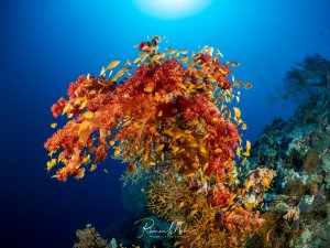 Große rote Weichkorallen (Dendronephthya) ragen ins Blauwasser, umgeben von einem Schwarm goldener Fahnenbarsche. Die Sonne scheint von oben durch das Wasser und erzeugt eine dramatische Stimmung.