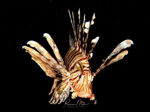 Ein Rotfeuerfisch schwimmt majestätisch vor schwarzem Hintergrund und präsentiert seine charakteristischen, fächerförmig ausgebreiteten Brustflossen mit den markanten rotbraunen und weißen Streifen. Die giftigen Flossenstrahlen sind deutlich sichtbar und verleihen diesem räuberischen Fisch sein imposantes Erscheinungsbild.