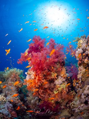 Leuchtend rote und pinke Weichkorallen (Dendronephthya) an einem Korallenblock im Roten Meer. Fahnenbarsche schwimmen im Sonnenlicht darüber, das von oben durchs blaue Wasser fällt.