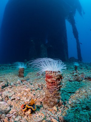 Eine bunte Chromodoris-Nacktschnecke kriecht über den Meeresboden, daneben eine zierliche Röhren-anemone mit ausgebreiteten Tentakeln. Im Hintergund das Wrack der SS Turkia, von dem mehrere Geisternetze hängen.