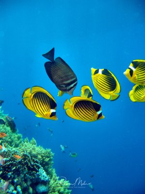 Ein Schwarm leuchtend gelber Falterfische mit charakteristischen schwarzen Streifen schwimmt über einer Korallenformation. Ein dunkel gefärbter Doktorfisch gesellt sich zu der Gruppe im kristallklaren blauen Wasser.