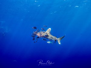 Ein Weißspitzenhochseehai (Longimanus) schwimmt elegant durch das tiefblaue Freiwasser, begleitet von einem Schwarm gestreifter Lotsfische. Die Symbiose zwischen dem Hai und den kleinen Begleitfischen ist deutlich zu erkennen, während sie gemeinsam durch das offene Meer gleiten.